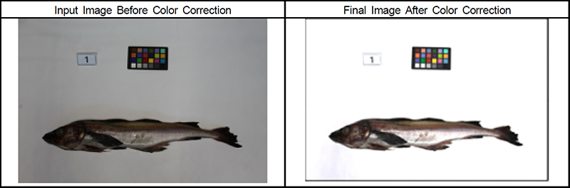 Fig. 4. Fig. 4.